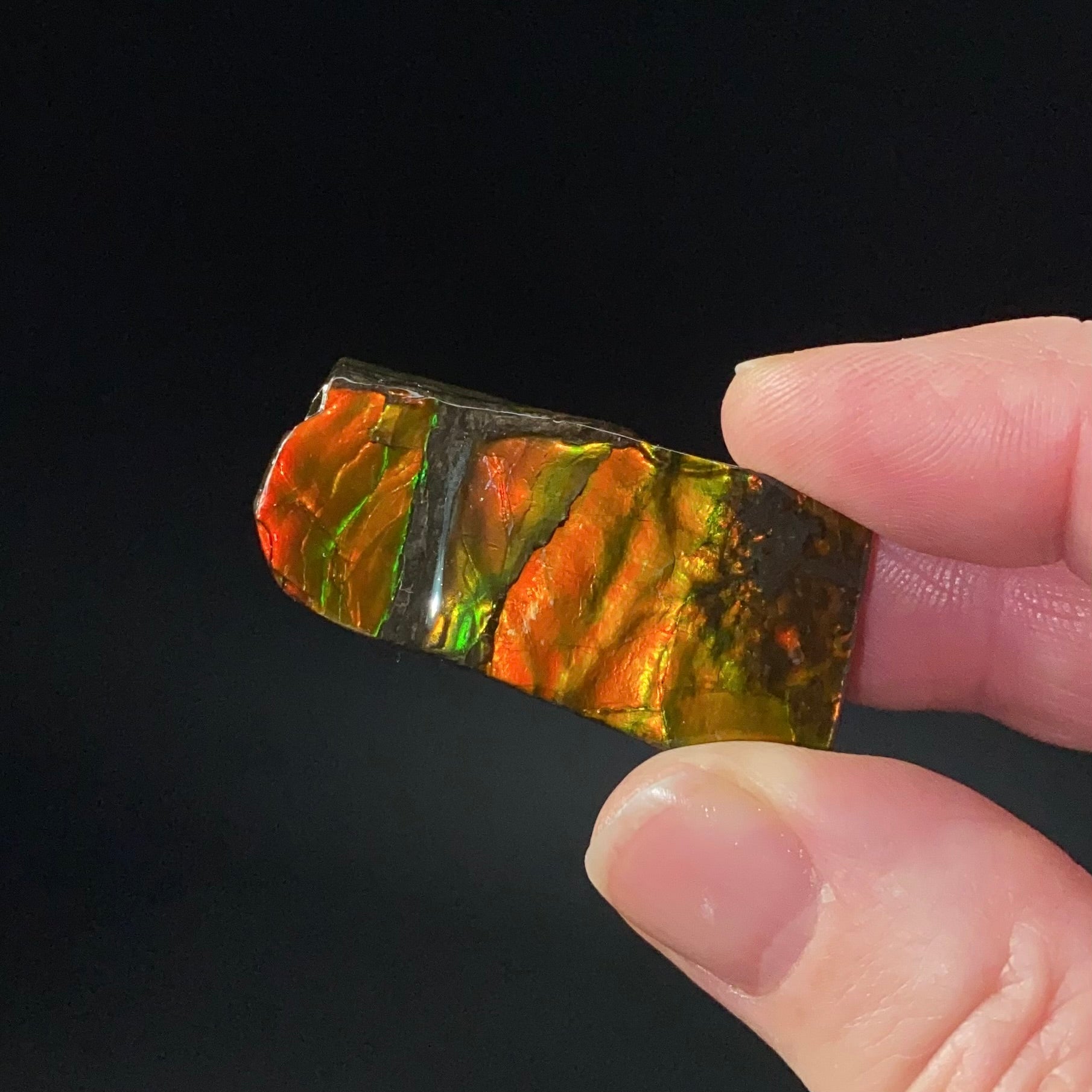 Canadian Korite Ammolite Hand Specimen in Display Box
