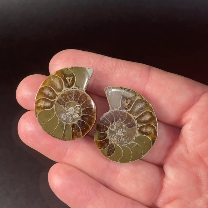 Cut & Polished Ammonite Pair from Madagascar