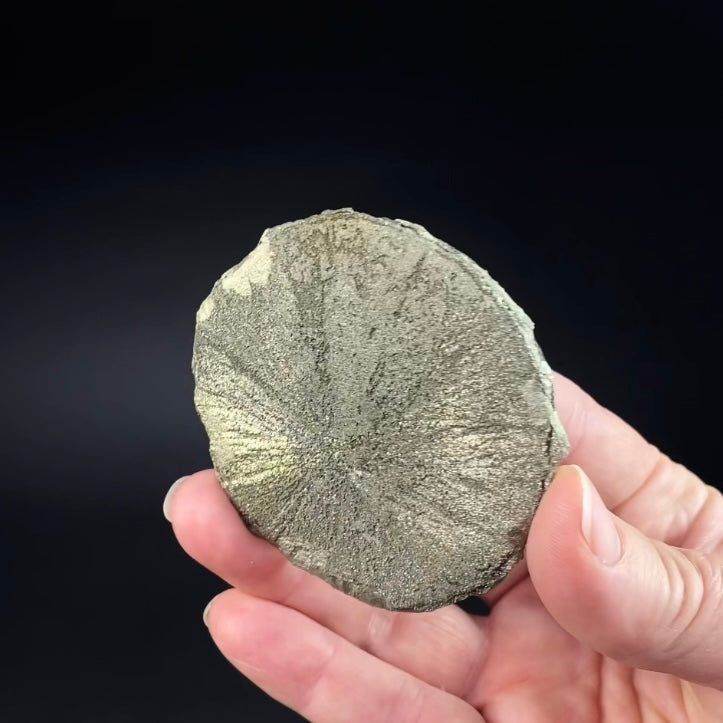 Pyrite Sun Dollar Specimen 350 Million Years Old, Sparta, Illinois