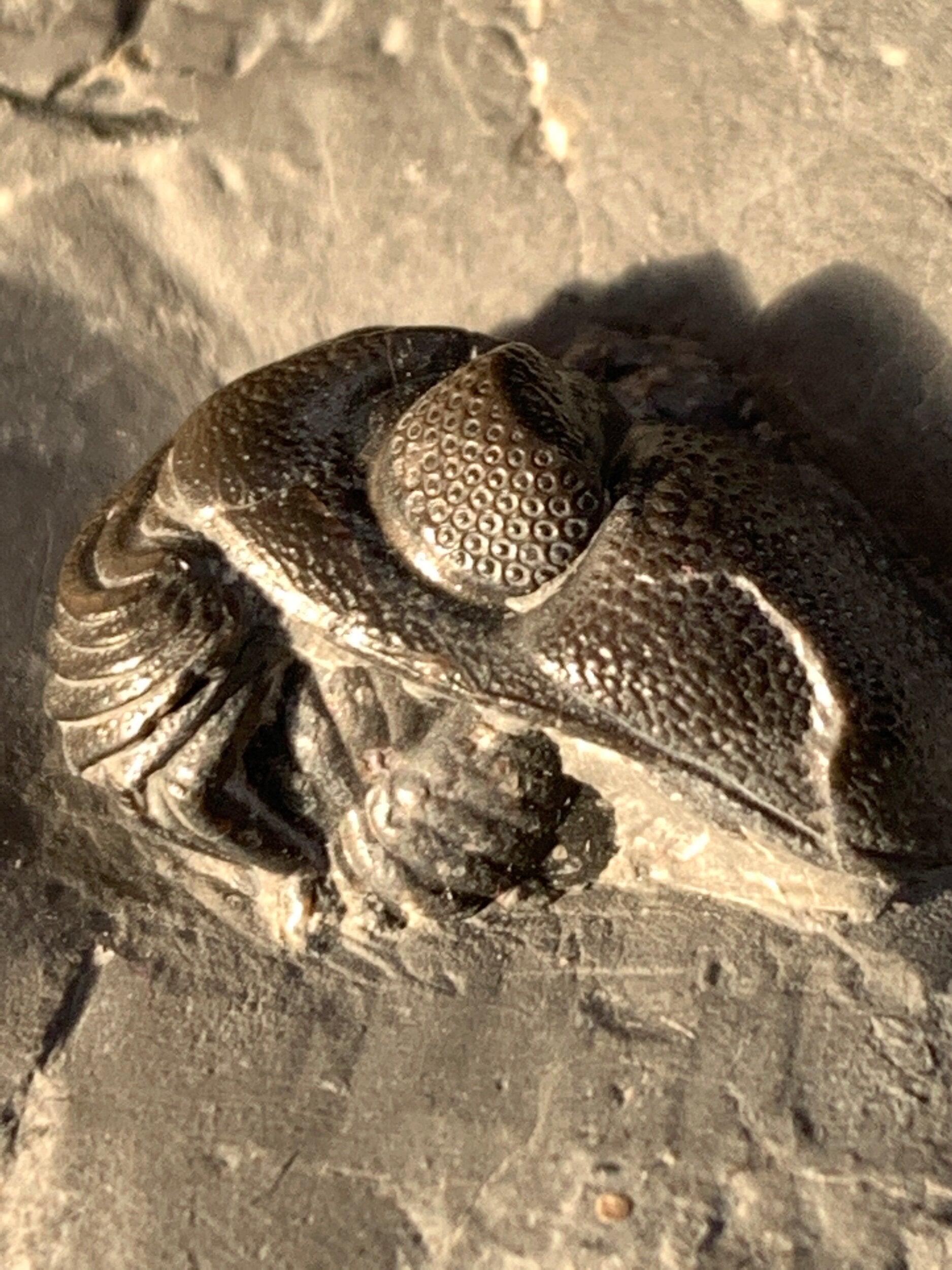 Trilobite (Eldredgeops) Former Phacops from the Windom Shale Erie Co. NY