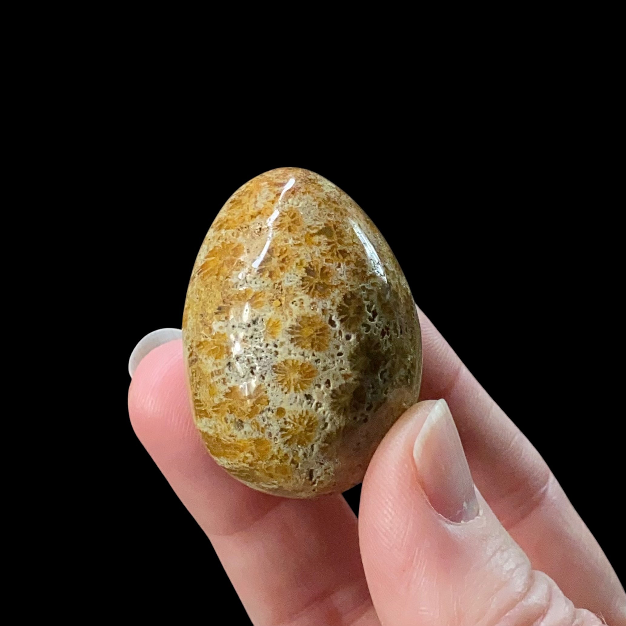 ONE (1) Fossilized Coral Polished Tumbled Egg