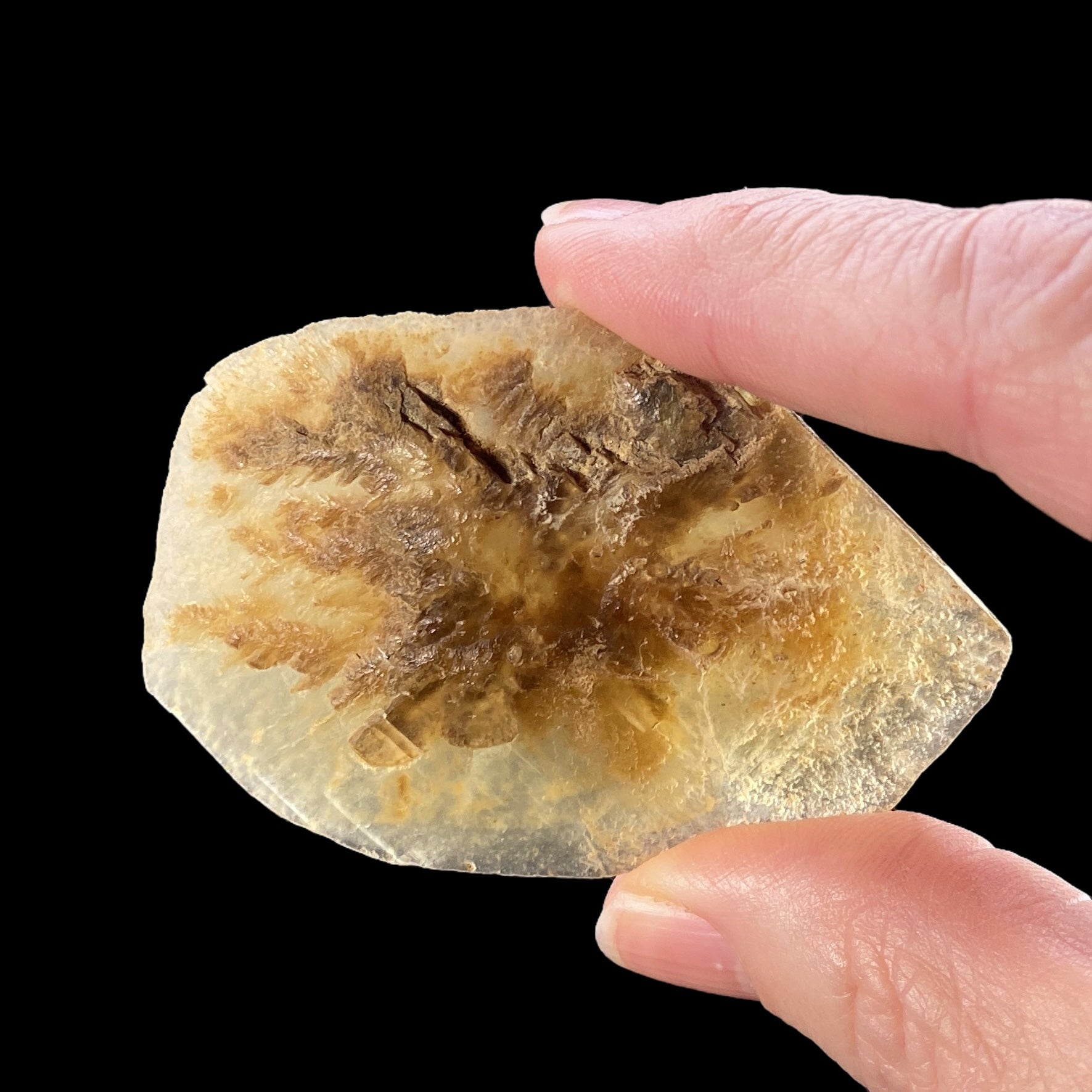 Gypsum var. Selenite Desert Rose Sand Crystal Dollar, Fluorescent & Phosphorescent