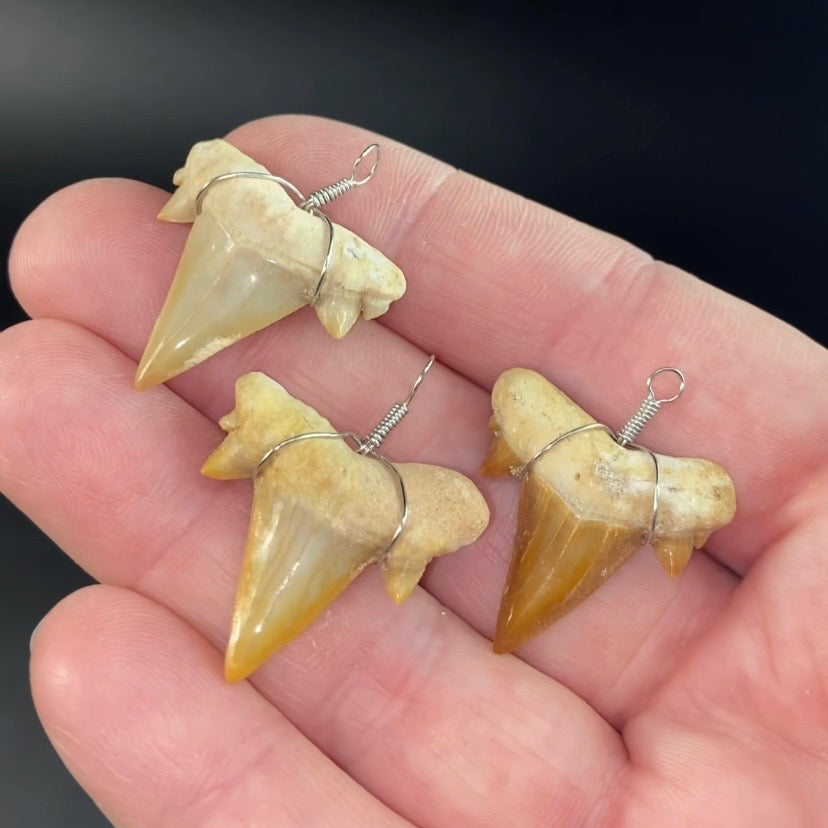 Fossil Mackerel Shark Tooth Wire Pendant