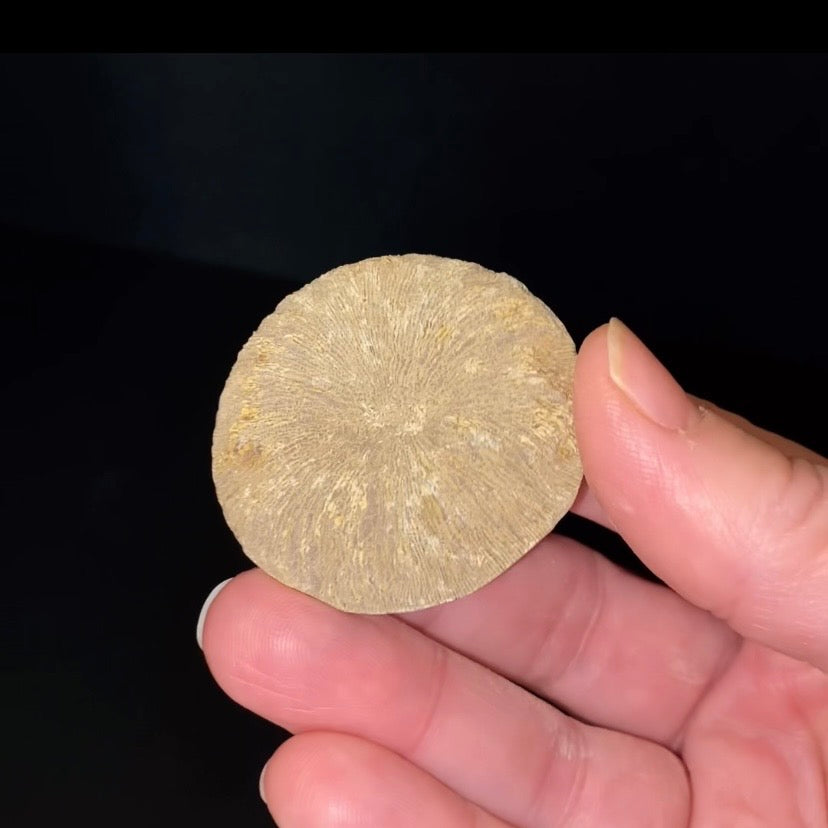 Moroccan Cyclolite Fossil Disc Coral – Cretaceous Period