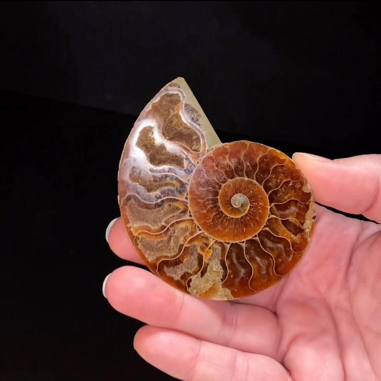Polished Ammonite Pair from Madagascar with Iridescent Shell
