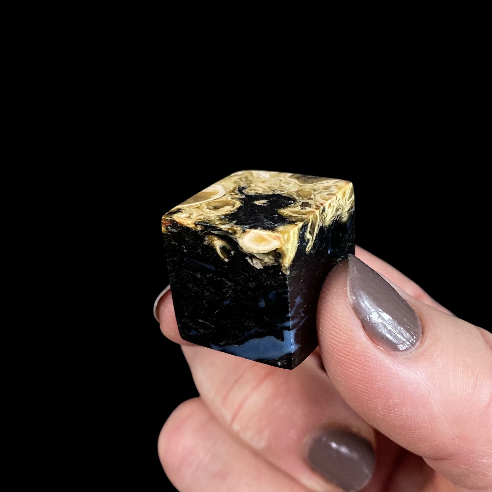 Fossilized Palm Root Polished Cube