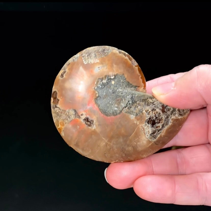 Polished Ammonite Pair from Madagascar with Iridescent Shell