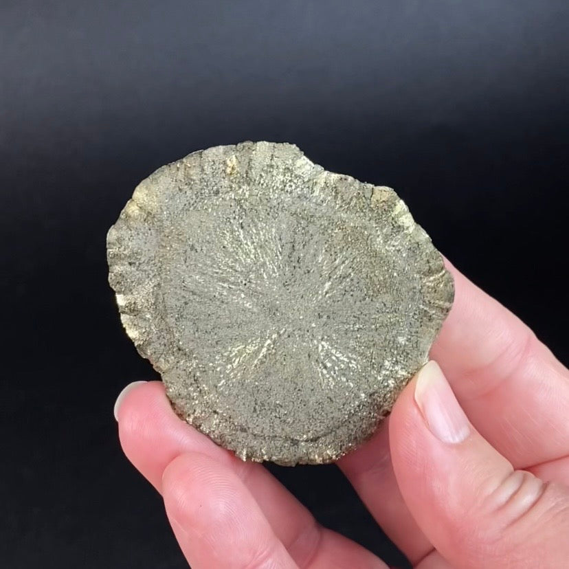 Rare Small Size Pyrite Sun Dollar Specimen 350 Million Years Old, Sparta, Illinois