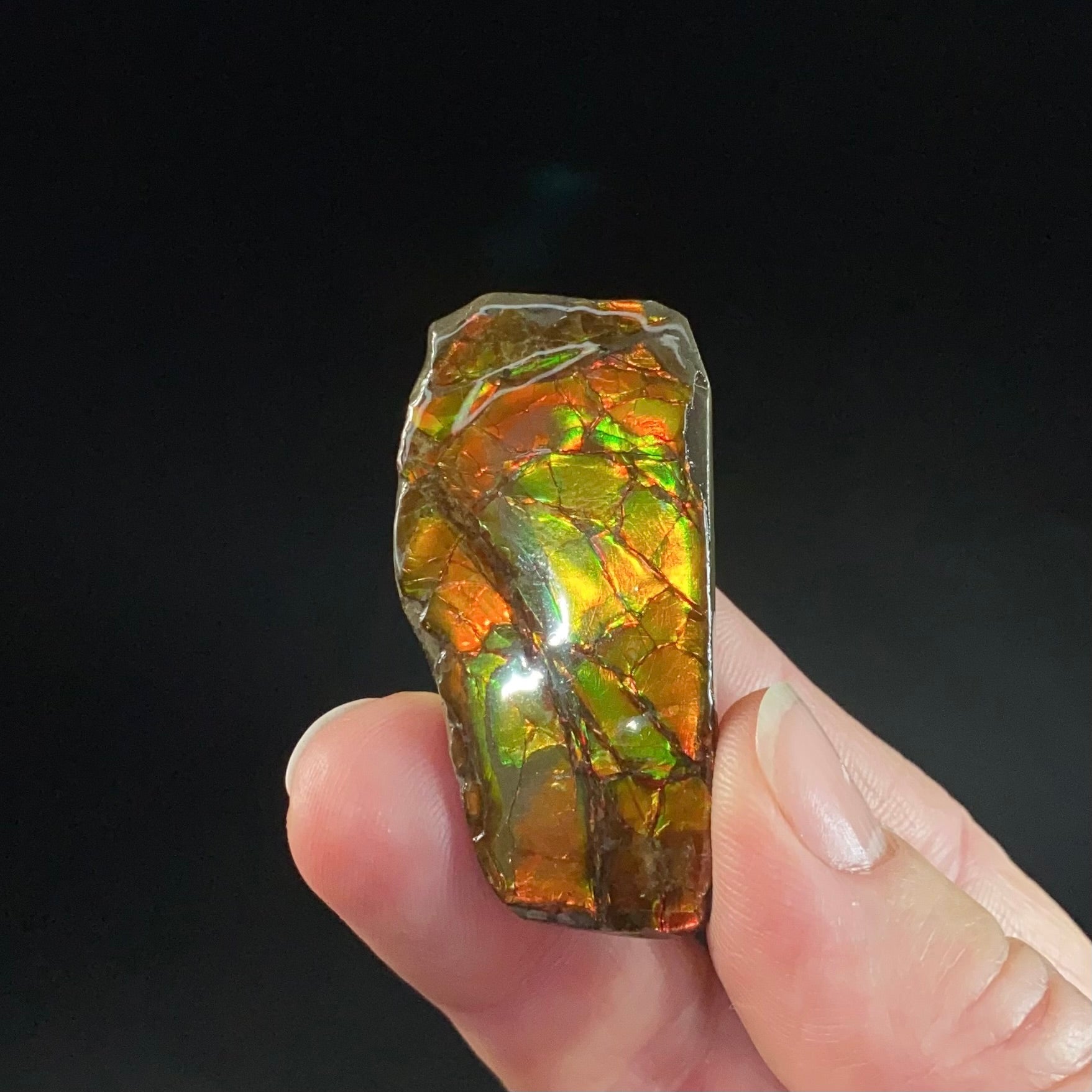 Canadian Korite Ammolite Hand Specimen in Display Box