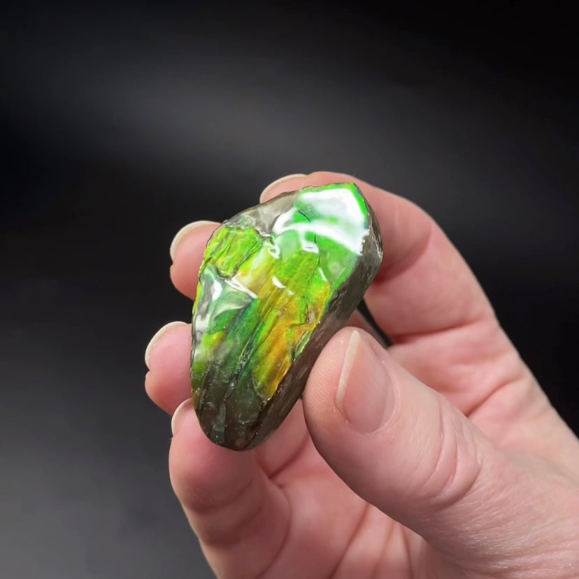 Canadian Korite Ammolite Hand Specimen