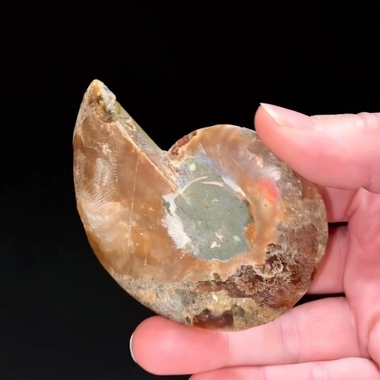 Polished Ammonite Pair from Madagascar with Iridescent Shell