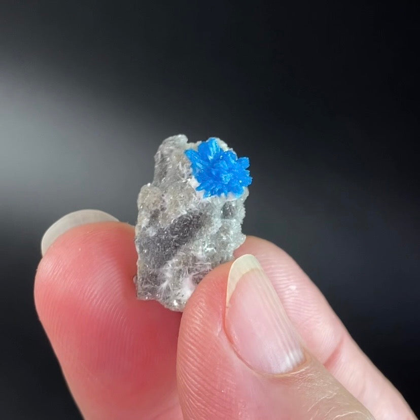 Vibrant Blue Cavansite Cluster on Druzy Stilbite & Basalt Matrix