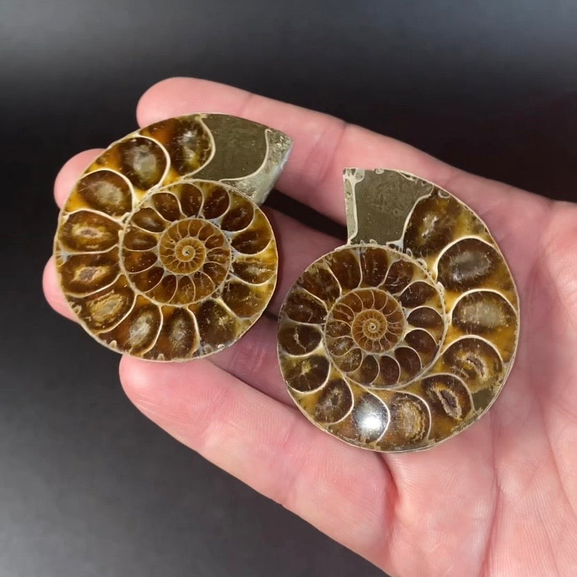 Polished Ammonite Pair from Madagascar with Iridescent Shell