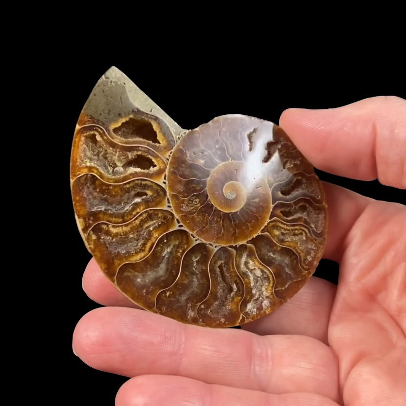 Polished Ammonite Pair from Madagascar with Iridescent Shell