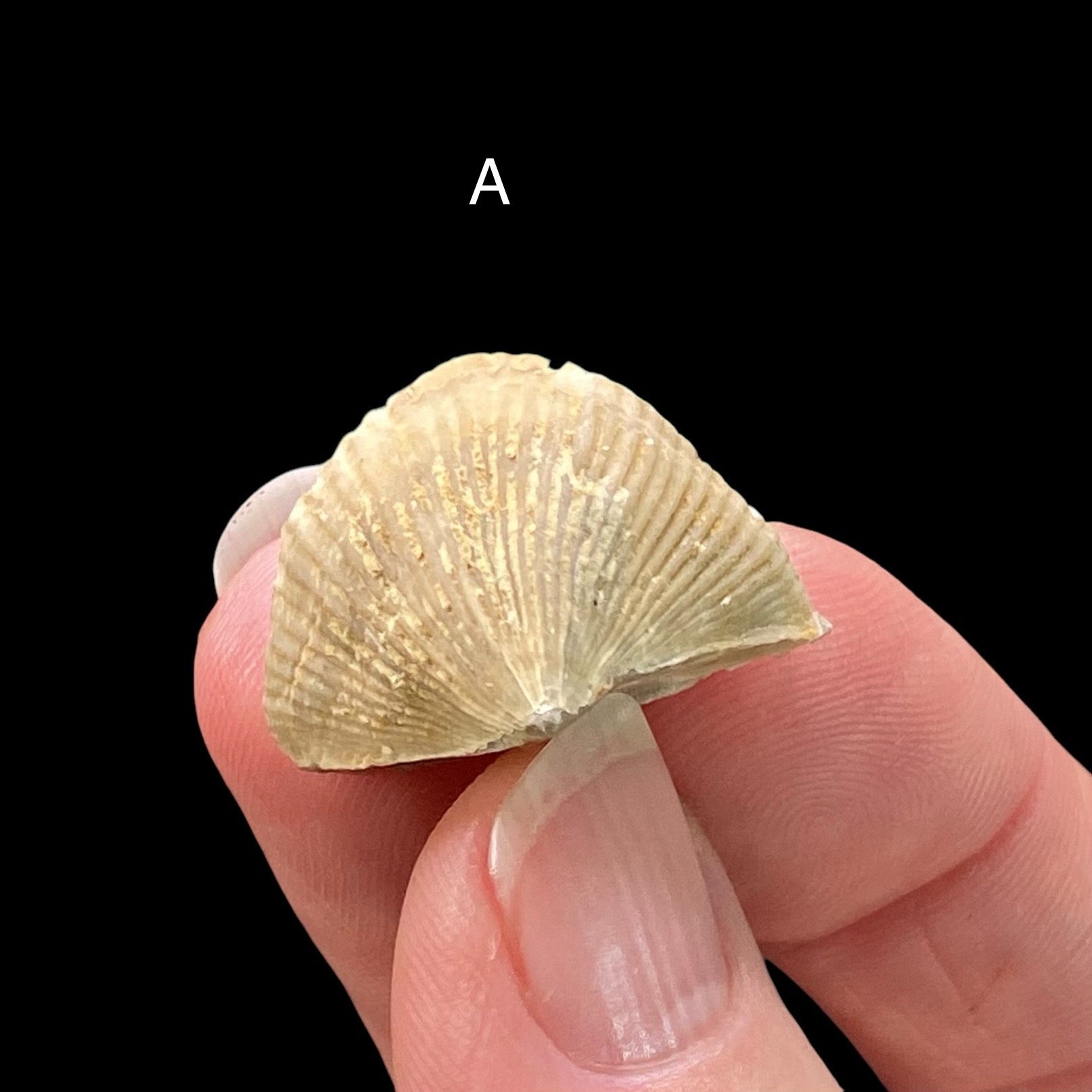 Upper Devonian Brachiopod Tenticospirifer cyrtiniformis Specimen, Rockford, Iowa