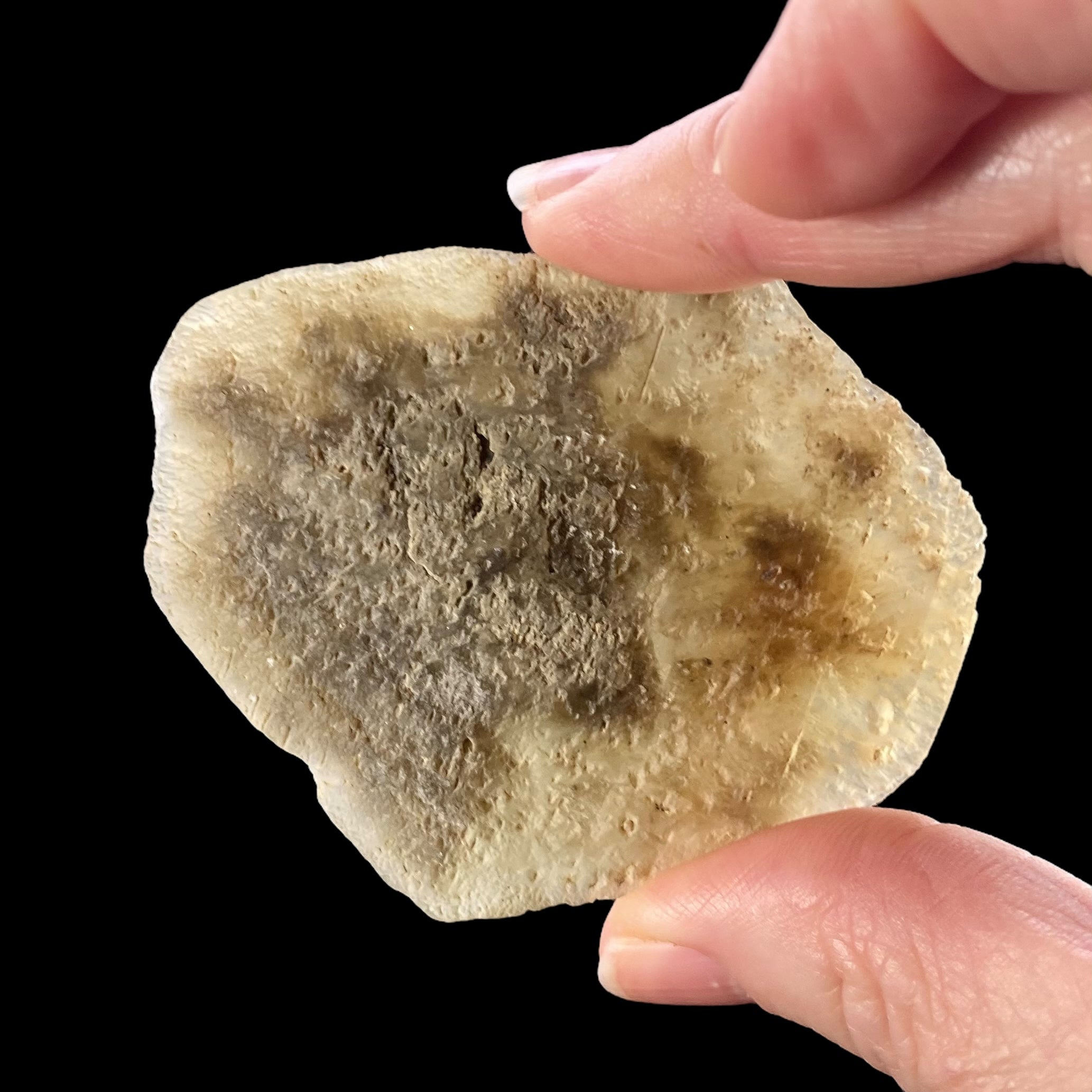 Gypsum var. Selenite Desert Rose Sand Crystal Dollar, Fluorescent