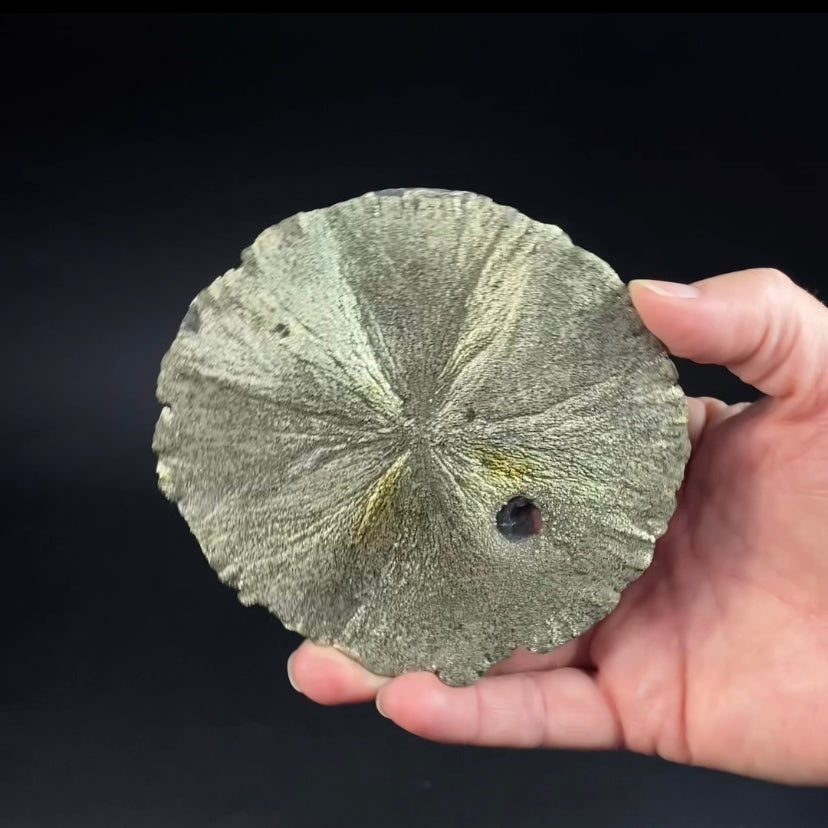 Pyrite Sun Dollar Specimen 350 Million Years Old, Sparta, Illinois