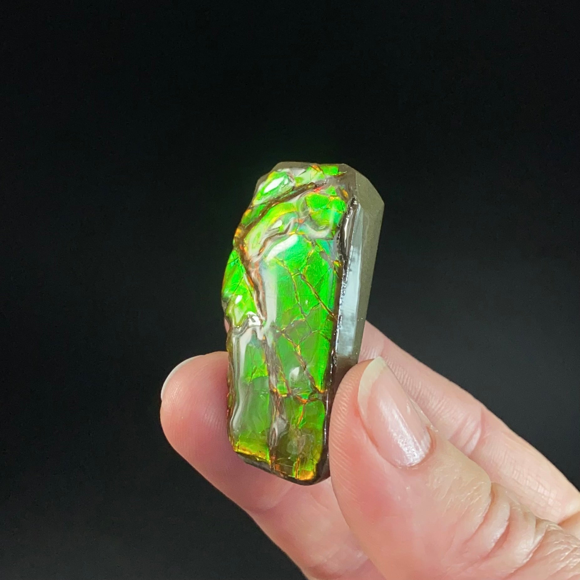 Canadian Korite Ammolite Hand Specimen in Display Box
