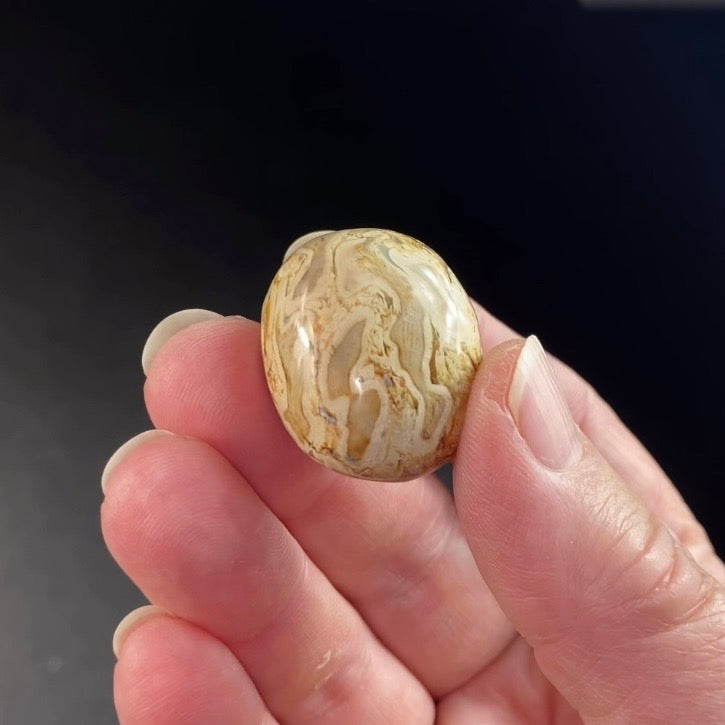 ONE Fossilized Palm Root Tumble Stone