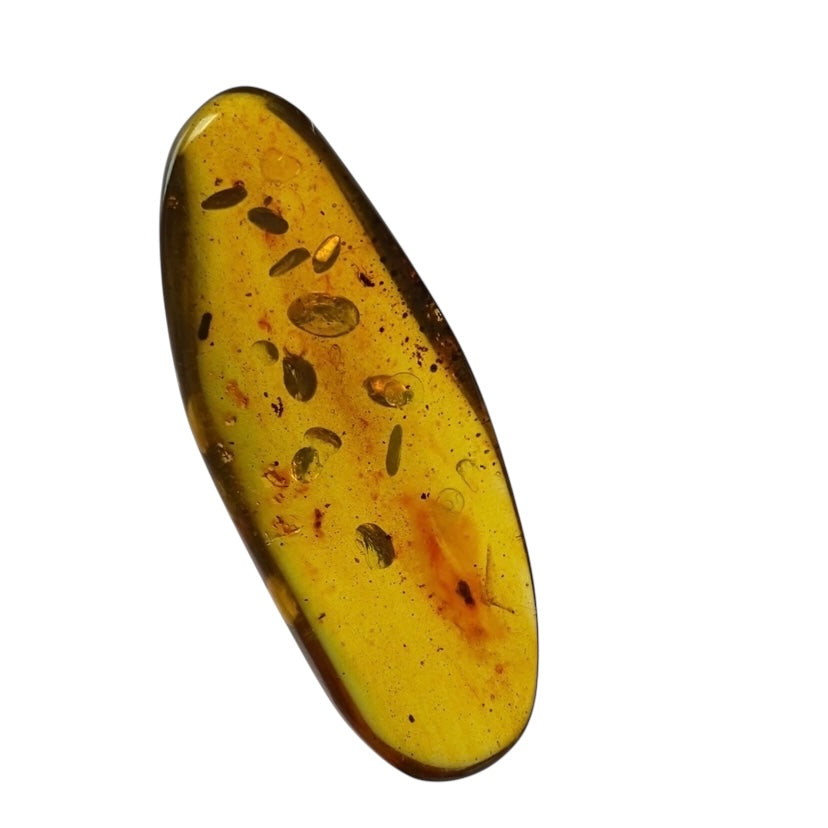 Polished Colombian Amber with Insect Inclusion from Cimitarra, Fluorescent