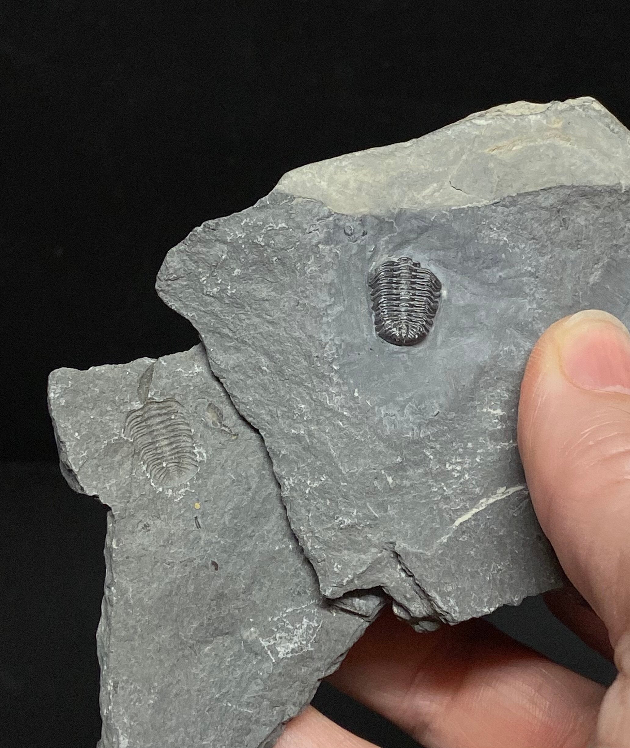 Trilobite Eldredgeops (Former Phacops) with Imprint Plate from the Windom Shale Erie Co. NY