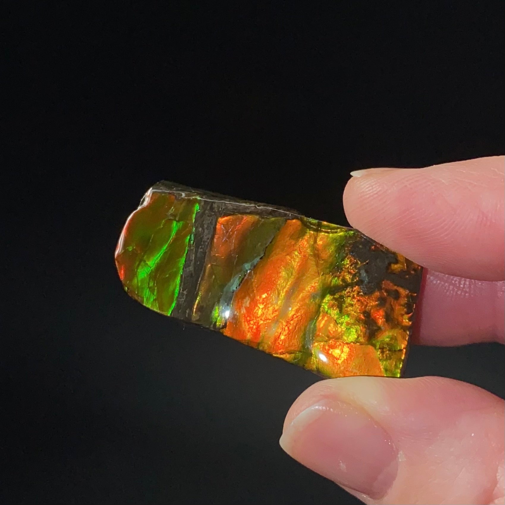 Canadian Korite Ammolite Hand Specimen in Display Box