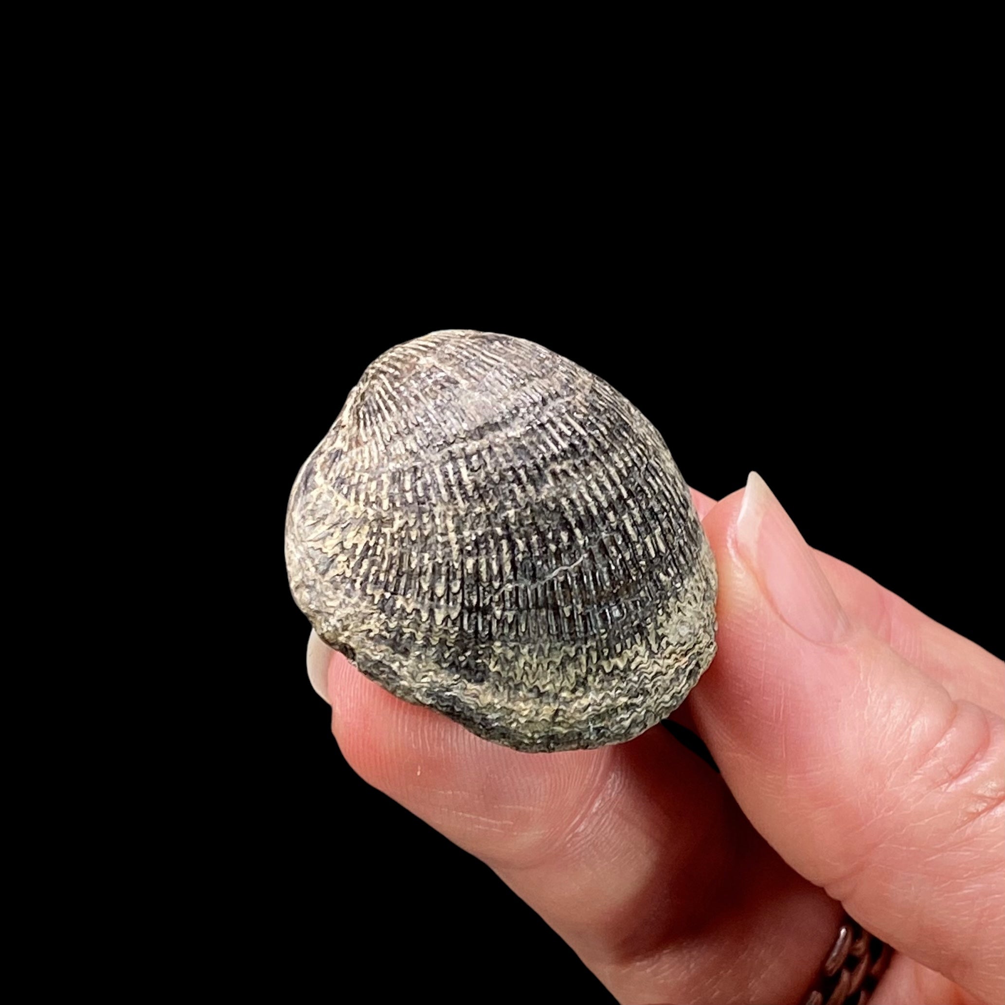 Mid Devonian Brachiopod Spinatrypa Spinosa Specimen, Erie County, New York