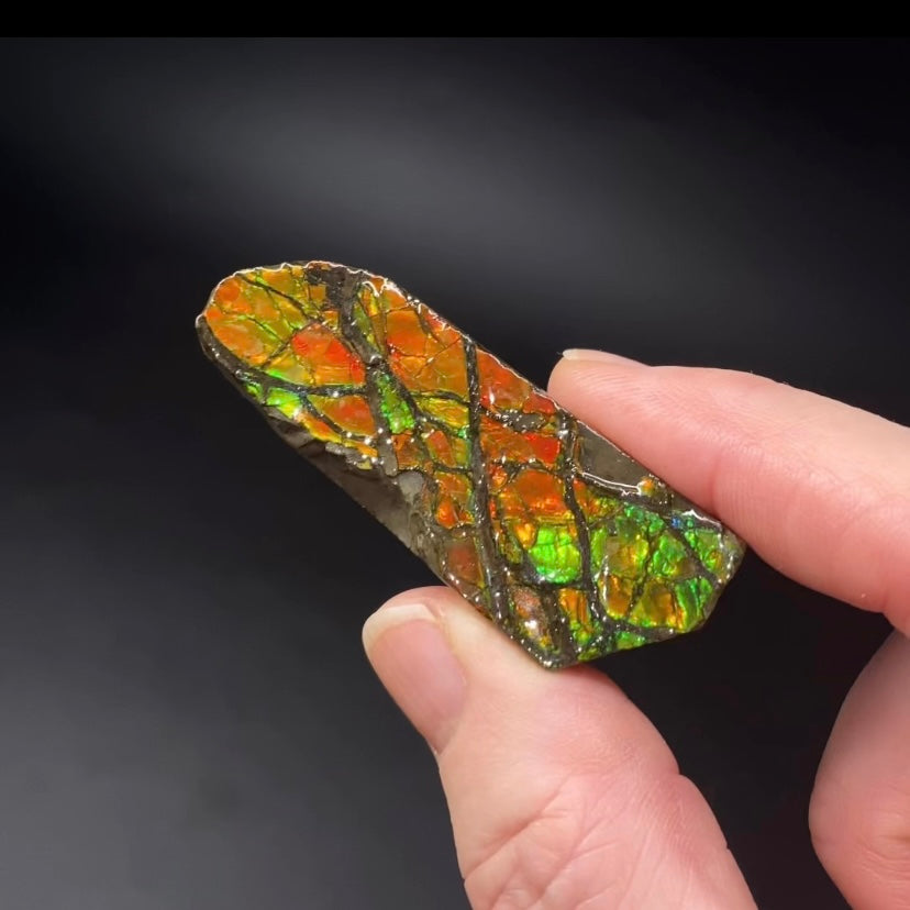 Canadian Korite Ammolite Hand Specimen