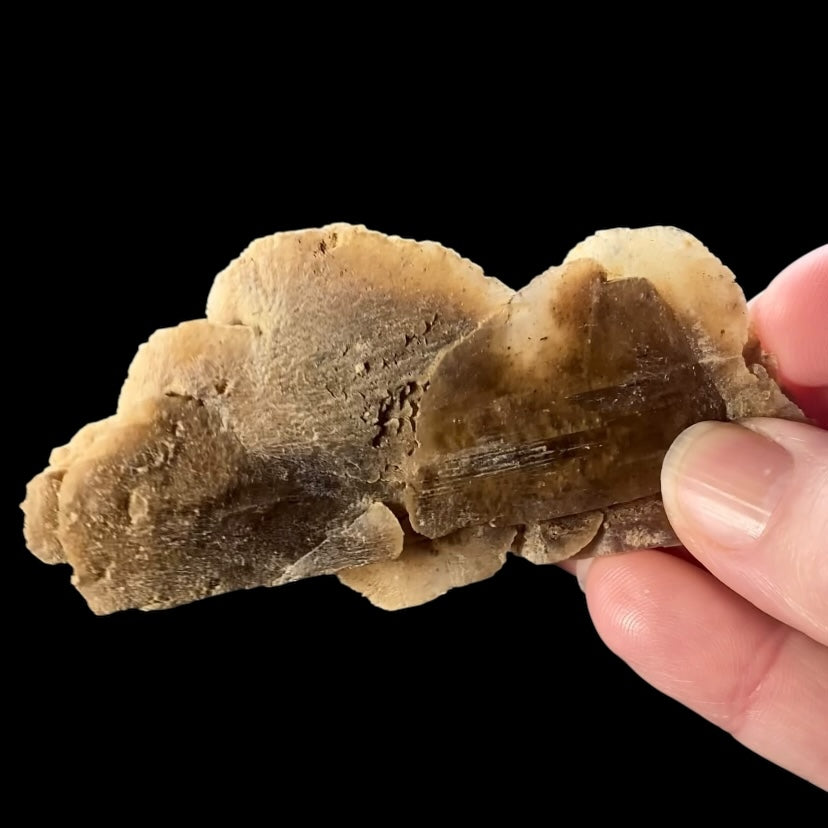 Gypsum var. Selenite Desert Rose Sand Crystal Dollar, Fluorescent