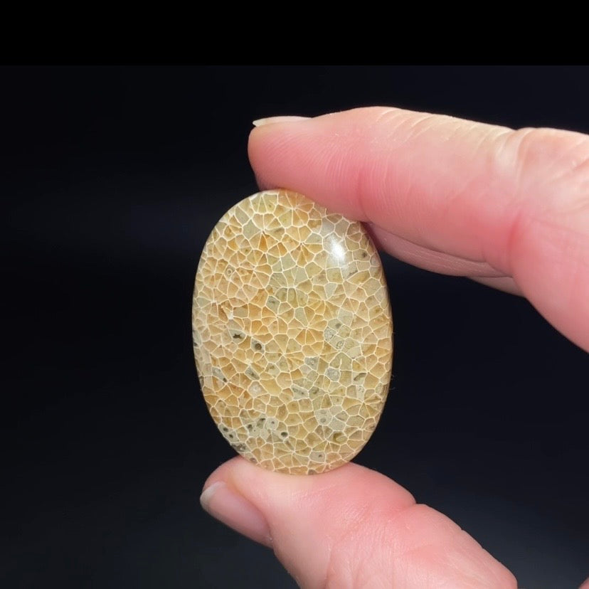 Oval Shaped Fossilized Coral Cabochon - Jewelry Making - Pocket Stone