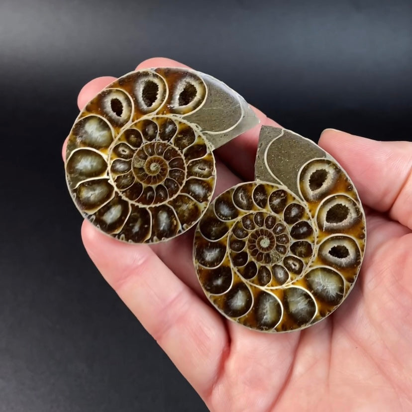 Cut and Polished Ammonite Pair from Madagascar with Iridescent Shell