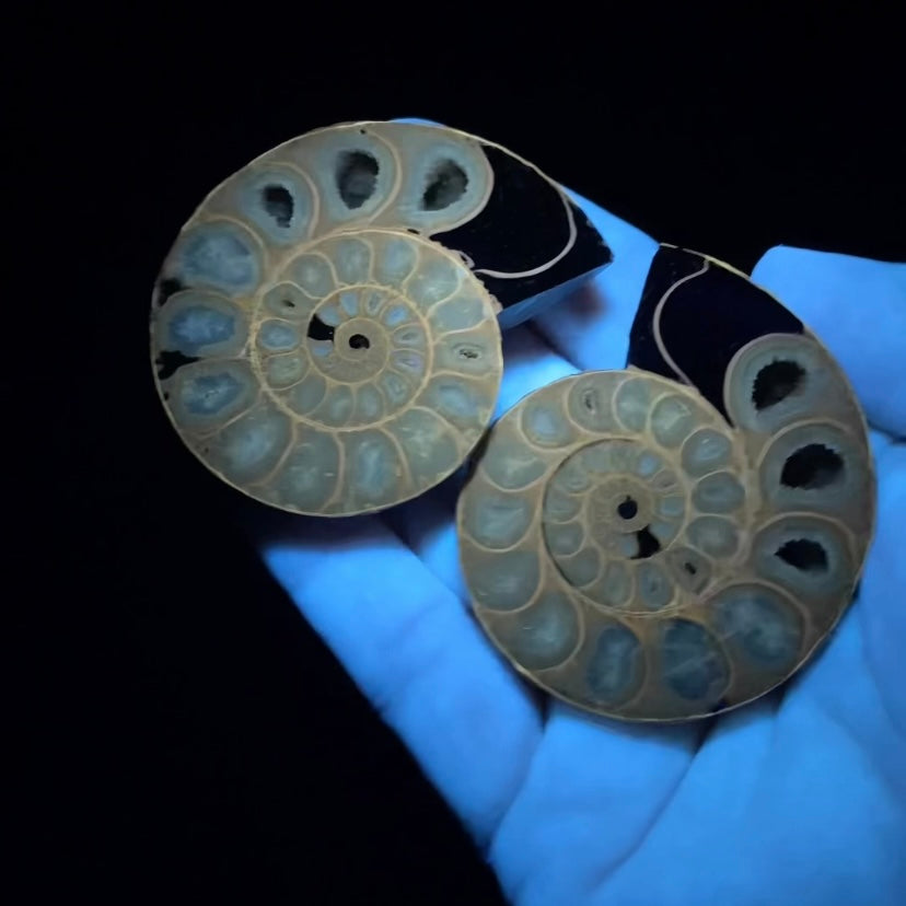 Cut and Polished Ammonite Pair from Madagascar with Iridescent Shell