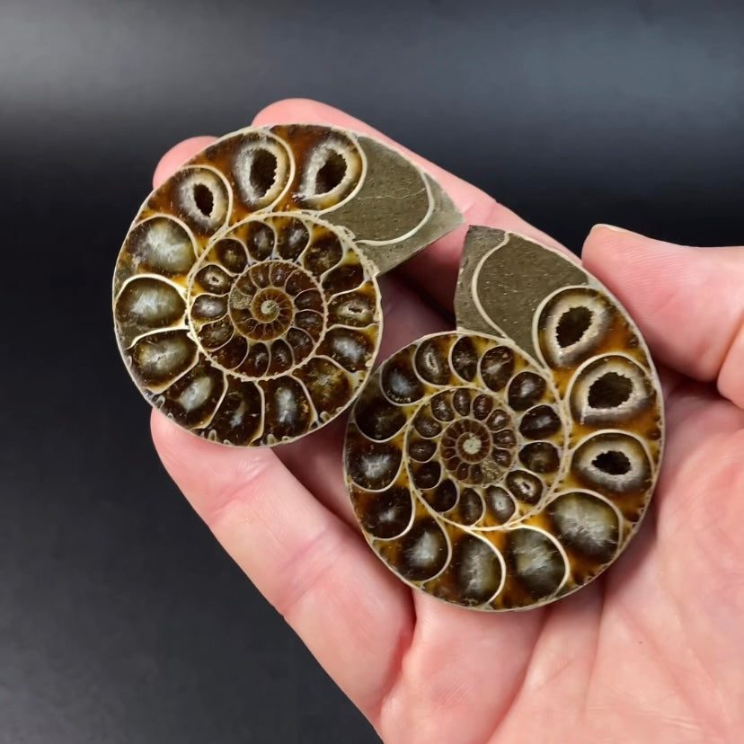 Cut and Polished Ammonite Pair from Madagascar with Iridescent Shell