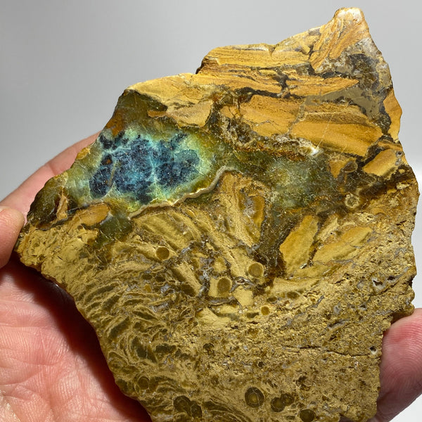 Shops Blue opalized petrified wood plume from Indonesian